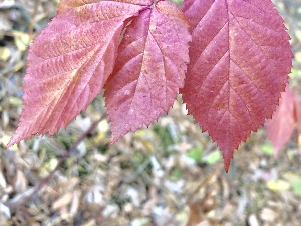Hojas rojas en el bosque de otoño contra el cielo. Hojas de cereza dulce enrojecida en el parque. Otoño de oro en naturaleza . — Foto de Stock