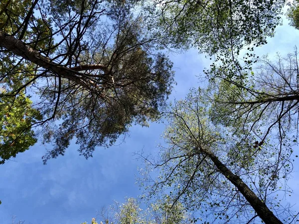 Tall pine trees against the blue sky. The tops of tall trees in a pine forest. Dry conifers in the reserve.