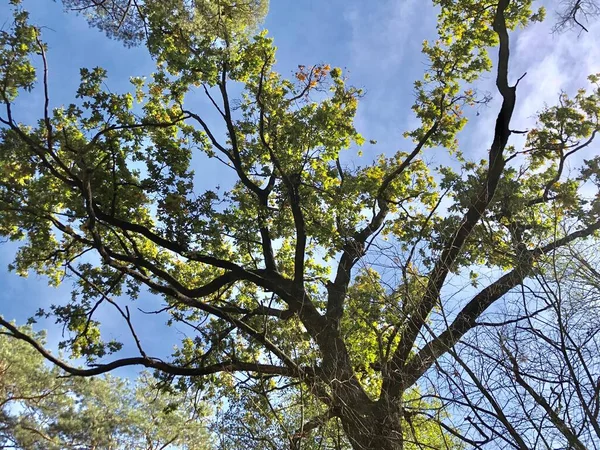 Rami di una quercia vecchia su uno sfondo di cielo azzurro. Un grande albero con ampi rami nella foresta autunnale. Albero alto con foglie verdi sui rami del parco . — Foto Stock