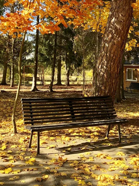 Banc en bois dans la forêt d'automne sur fond d'arbres et de plantes. Un endroit pour se détendre dans le parc parmi les feuilles jaunies des plantes. Automne doré dans la nature . — Photo