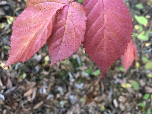 Folhas vermelhas na floresta de outono contra o céu. Folhas de cereja reddened doce no parque. Outono dourado na natureza . — Fotografia de Stock