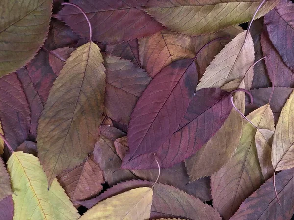 Textura de fundo das folhas da floresta de outono. Paisagem de outono de folhas caídas. Outono dourado, folhas coloridas de árvores, sobre um fundo preto . — Fotografia de Stock