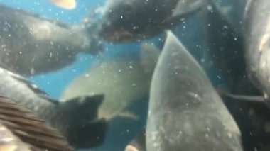 Canlı tatlı su balığı ağzını oynatıyor. Pullu sazan büyük bir akvaryumda yüzer. Balık kafası suyun içinde, yakın plan. Kavram: iyi yakalayış, balık işi