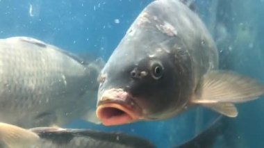 Canlı tatlı su balığı ağzını oynatıyor. Pullu sazan büyük bir akvaryumda yüzer. Balık kafası suyun içinde, yakın plan. Kavram: iyi yakalayış, balık işi