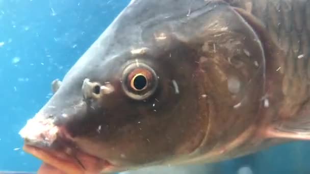 Canlı Tatlı Balığı Ağzını Oynatıyor Pullu Sazan Büyük Bir Akvaryumda — Stok video