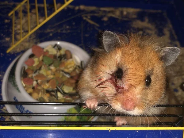The hamster looks out of the cage. A wounded rodent looks directly into the eyes. Big brown hamster in the house. Blood on the face of a domestic mouse. — Stock Photo, Image
