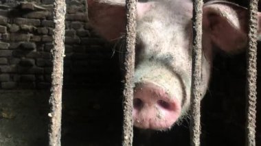 Domuz ahırındaki beyaz, kirli domuz. Ahırda parmaklıklar ardında domuzlar. Domuz ağızlığı domuz ahırından gizlice dışarı bakıyor. Köydeki ev çiftliği.