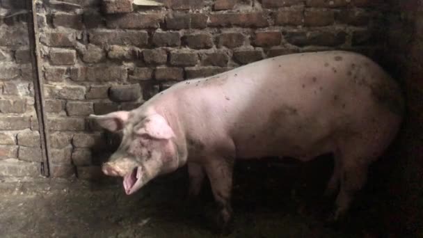 White Dirty Pig Pigsty Pigs Bars Barn Pork Muzzle Peeking — ストック動画