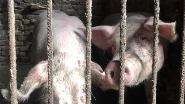 Cerdo Blanco Sucio Pocilga Cerdos Tras Las Rejas Granero Hocico — Vídeos de Stock