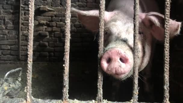 Weiße Schmutzige Schweine Schweinestall Schweine Hinter Gittern Stall Aus Einem — Stockvideo