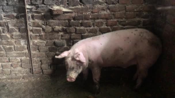 猪圈里的猪又白又脏 马厩里的猪被关在牢里 猪嘴从猪圈里渗出 村里的家庭农场 — 图库视频影像