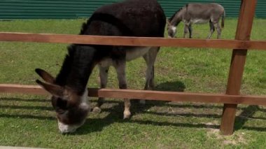 Genç bir eşek yeşil çimlerde yürüyor. Bir eşek ahşap bir çitin arkasında ot yer. Kulaklı bir hayvan hayvanat bahçesinde yaşar..
