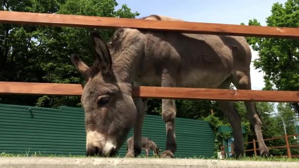 緑の芝生の上を若いロバが歩いている ロバは木の柵の後ろに草を食べる 家の動物園で耳の動物が住んでいる — ストック動画