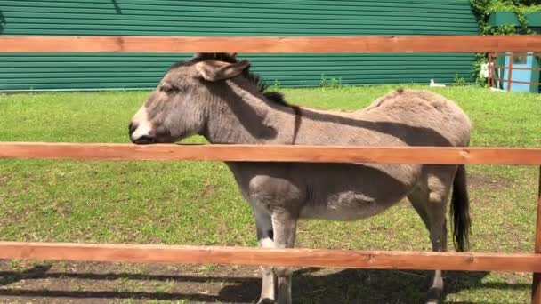 緑の芝生の上を若いロバが歩いている ロバは木の柵の後ろに草を食べる 家の動物園で耳の動物が住んでいる — ストック動画