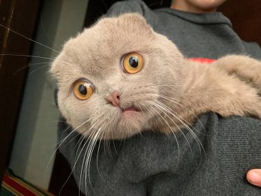 İskoç gri kedisi. Büyük gözleri olan büyük safkan bir kedi. Çocuğun elinde nadir bulunan bir kedi cinsi var. Kavram: Hayvanlar, şok, şaşkınlık