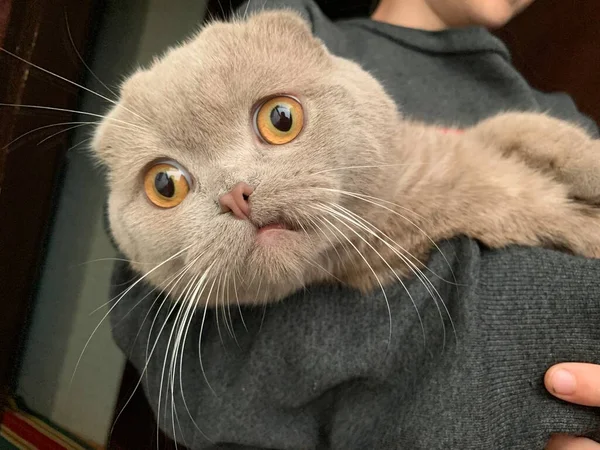 Scottish Fold Gray Cat Large Purebred Cat Big Eyes Boy — Stock Photo, Image