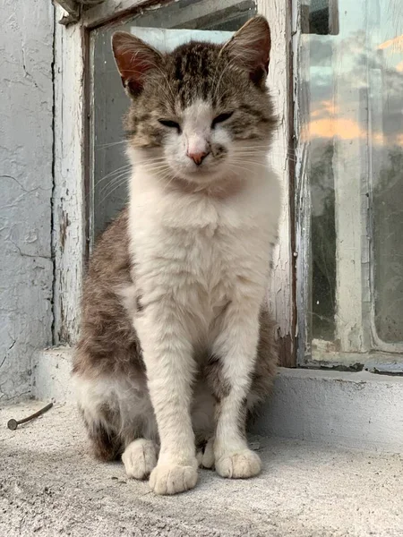 Eine Streunende Straßenkatze Sitzt Auf Der Fensterbank Die Katze Ruht — Stockfoto