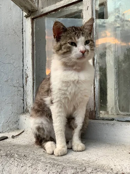 野良猫が窓辺に腰を下ろしている 猫は古い家の窓のところで休んでいる 白い胸のペット 大人の子猫 — ストック写真