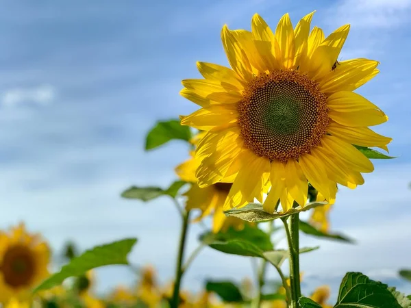 青空に背の高い黄色いひまわり ひまわり畑で明るい花を咲かせます コンセプト 夏の風景 — ストック写真