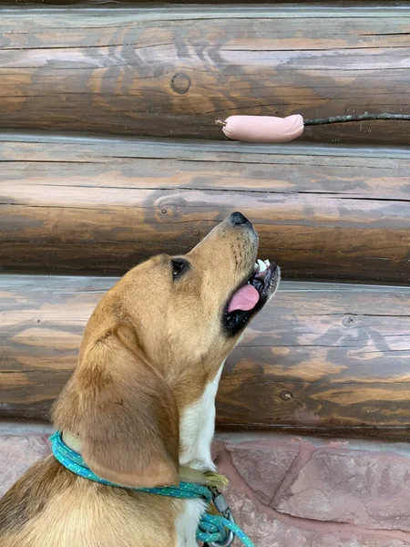 Beagle Dog Betrachtet Die Wurst Der Ingwerhund Streckte Ihr Die — Stockfoto