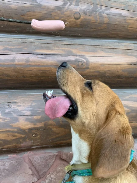Beagle Dog Looks Sausage Ginger Dog Stuck Out Her Tongue — Stock Photo, Image