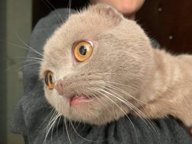 İskoç gri kedisi. Büyük gözleri olan büyük safkan bir kedi. Çocuğun elinde nadir bulunan bir kedi cinsi var. Konsept: Nadir hayvanlar, kedi ailesi