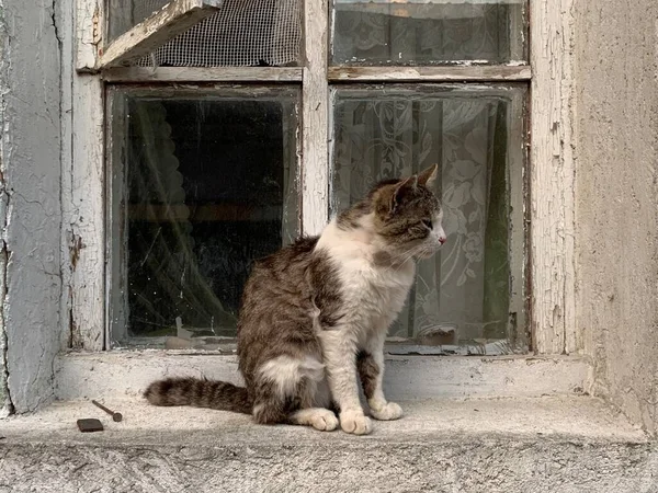 Eine Streunende Straßenkatze Sitzt Auf Der Fensterbank Die Katze Ruht — Stockfoto