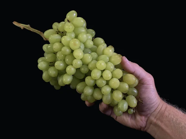 Eine Traube Grüner Trauben Auf Schwarzem Grund Früchte Reifer Kernloser — Stockfoto