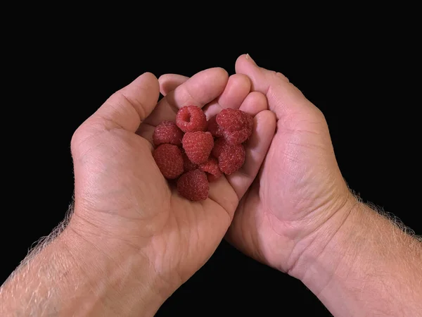 黒い背景に手に赤いラズベリー ヤシの中のラズベリーを熟し クローズアップします コンセプト 皮をむいたベリー 秋のビタミン — ストック写真