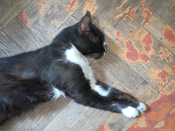 Black White Cat Lies Old Floor Cat Sleeps Dilapidated Parquet — Stock Photo, Image