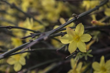 İlk çiçekler baharda canlanıyor