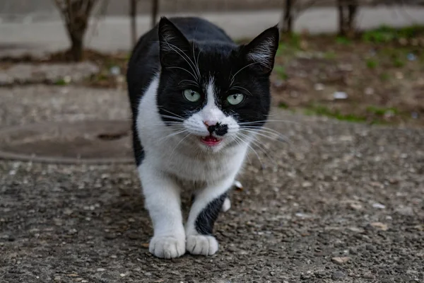 black and white cats with eyes of crazy colors, trying to sneak me up