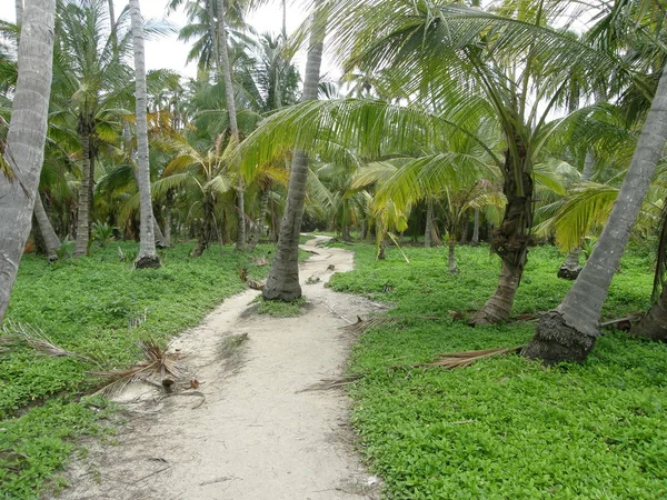 Jungle path at Tayrona Park, Colombia