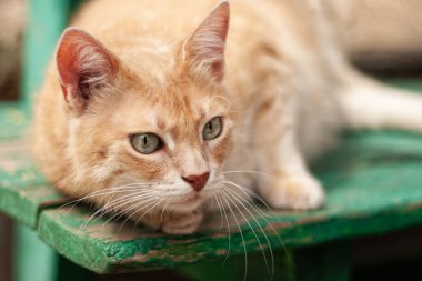 kedi bir şey gördüm