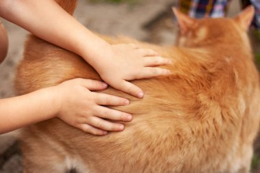 çocukların elleri zencefilli kedi okşayarak