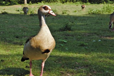 Parkta vahşi Kanada kazı