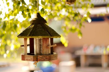 Ağaçta asılı kuş yemi