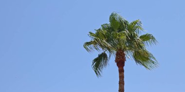 Rüzgarda sallanan palmiye ağacı Mavi gökyüzünün önünde