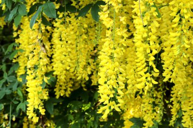 Sarı bir altın zincir ağacının çiçeklerine yaklaş