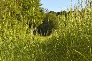 Aşağıdaki çimlerin arasından bak