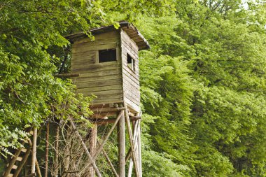 Ormanda saklanıyor.