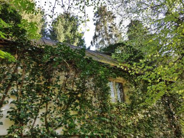 Ormanda terk edilmiş eski bir ev. Her tarafı bitkilerle kaplı.