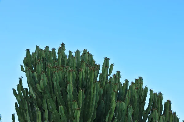 Green Cactus Blue Sky — Stock Photo, Image