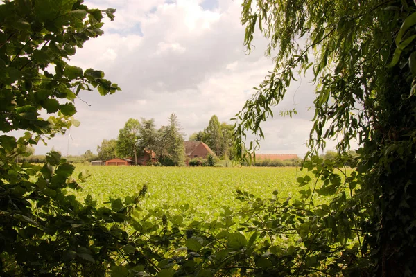 Bauernhaus Und Ein Von Bäumen Umrahmtes Feld — Stockfoto