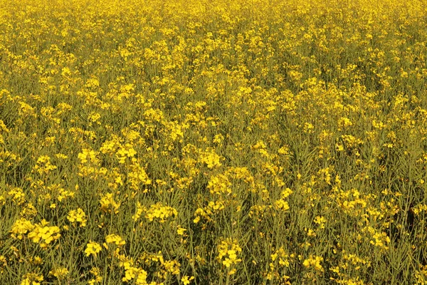 Campo Flores Colza Amarilla —  Fotos de Stock