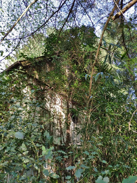 Antigua Casa Abandonada Bosque Con Plantas Creciendo Por Toda Fachada — Foto de Stock