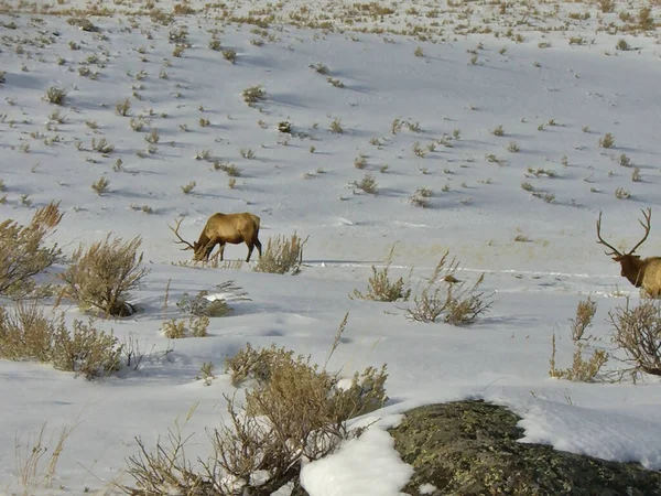 Animals Snowy Landscape — Stock Photo, Image