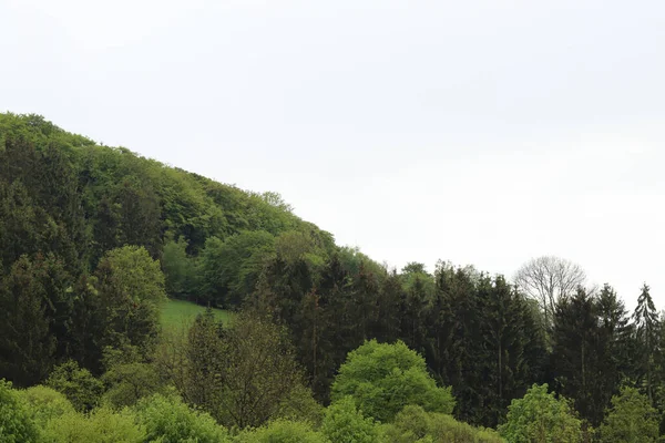 Trübe Aussicht Auf Einen Hügel Mit Bäumen — Stockfoto