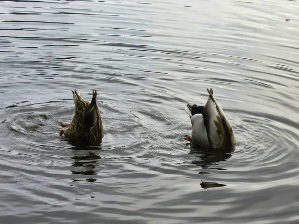 二匹のアヒルが池の中で尻を上げて ロイヤリティフリーのストック写真