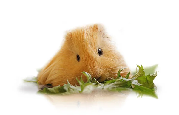 Small Guinea Pig Leafs — Stock Photo, Image